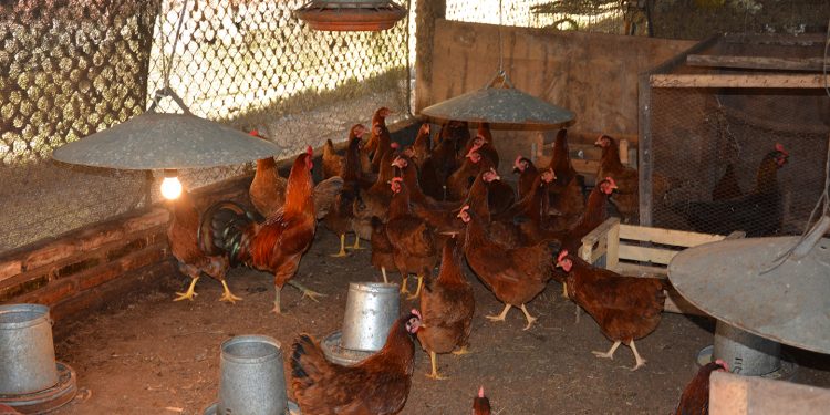 Interno se convierte en emprendedor en granja penitenciaria