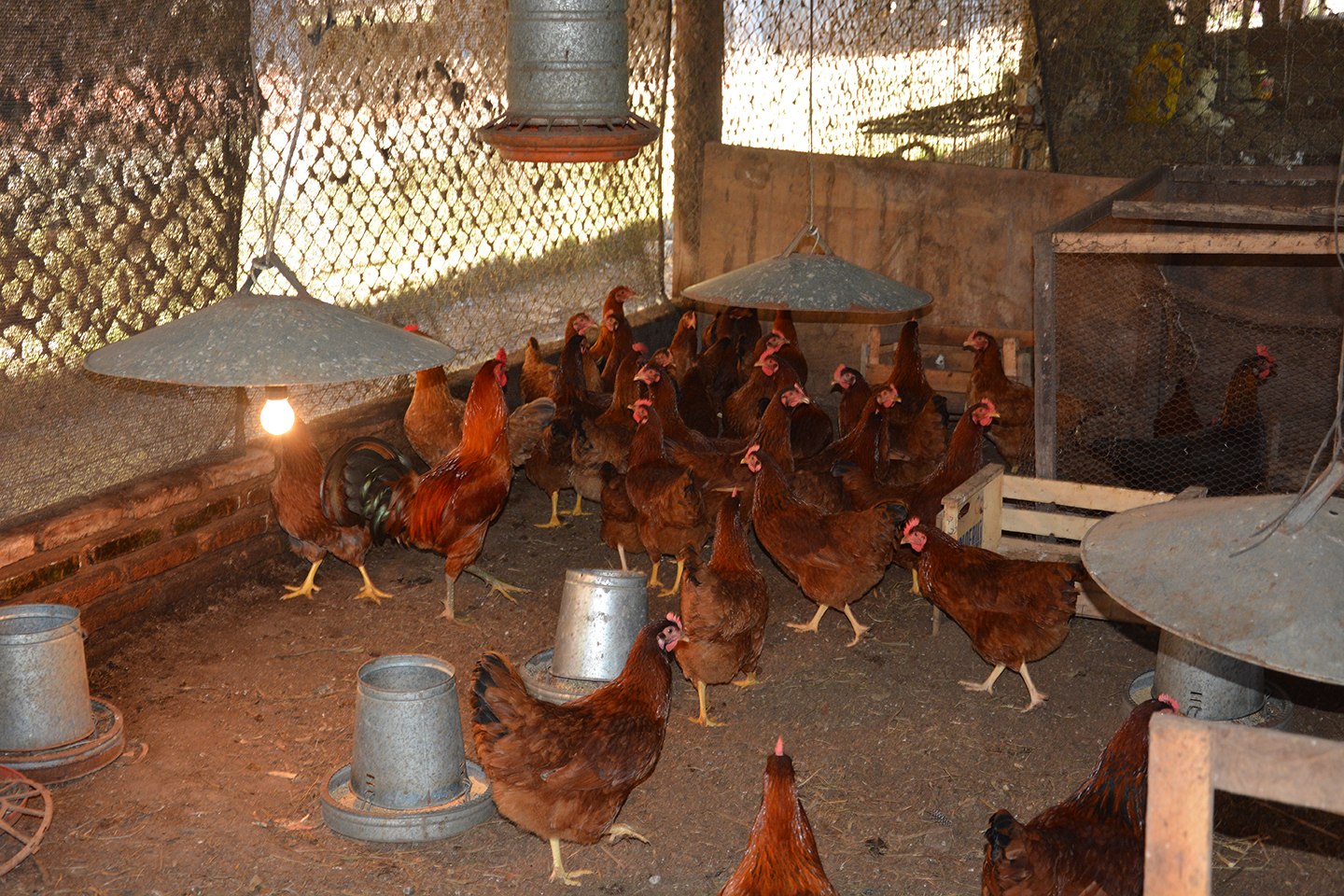 Interno se convierte en emprendedor en granja penitenciaria