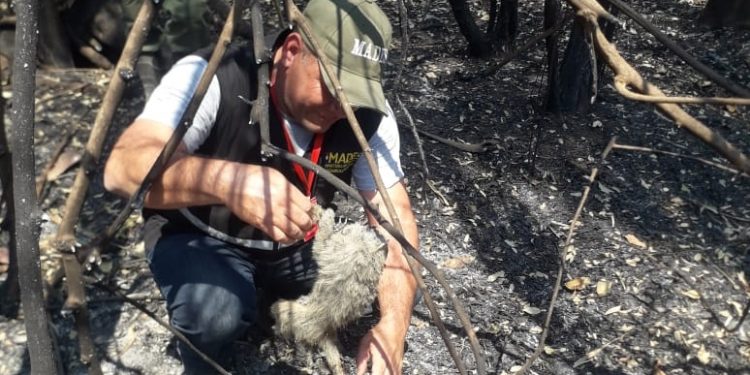 MADES realizará sobrevuelos en zona de incendios este jueves