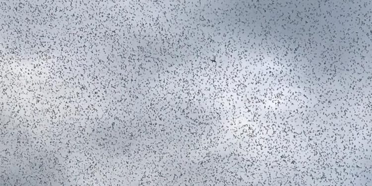 Alerta: Una manga de langostas sobrevuela Mariscal Estigarribia Alerta: Una manga de langostas sobrevuela Mariscal Estigarribia