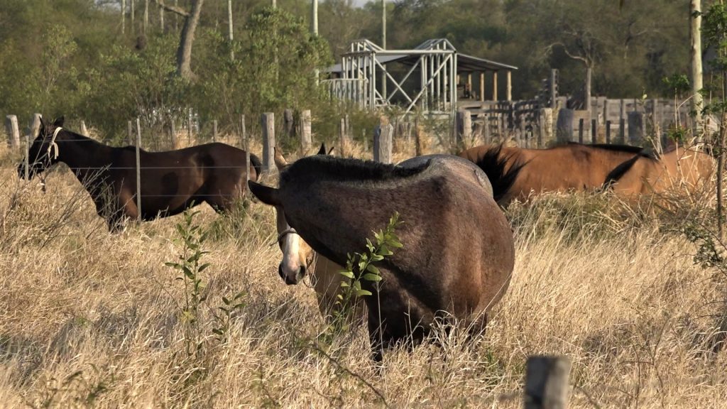 Ganadera Sofía se prepara para su primera marcha criolla en el Chaco Ganadera Sofía se prepara para su primera marcha criolla en el Chaco