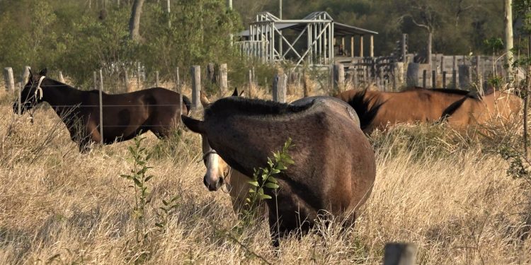 Ganadera Sofía se prepara para su primera marcha criolla en el Chaco Ganadera Sofía se prepara para su primera marcha criolla en el Chaco