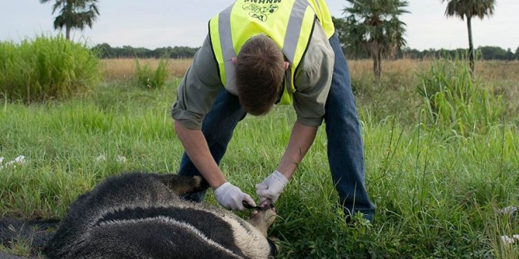 Buscan reducir muerte de animales en carretera del Chaco Buscan reducir muerte de animales en carretera del Chaco