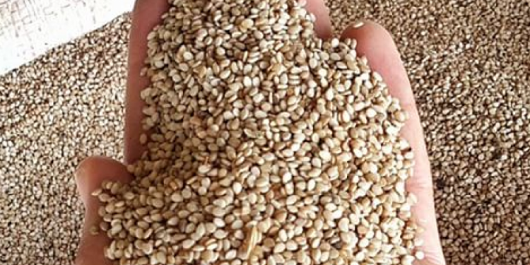 Sésamo deja un ingreso de más de 30 mil dólares para pequeños productores Sésamo deja un ingreso de más de 30 mil dólares para pequeños productores