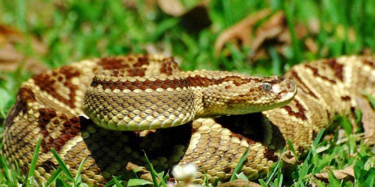 Setiembre con «s» de serpiente: recomendaciones ante riesgos de mordeduras Setiembre con «s» de serpiente: recomendaciones ante riesgos de mordeduras