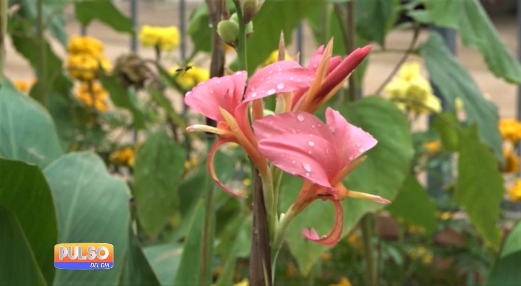 Meteorología anuncia clima agradable para hoy
