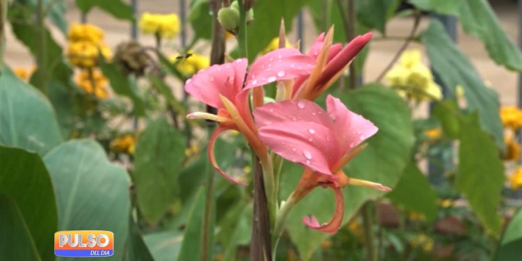 Meteorología anuncia clima agradable para hoy