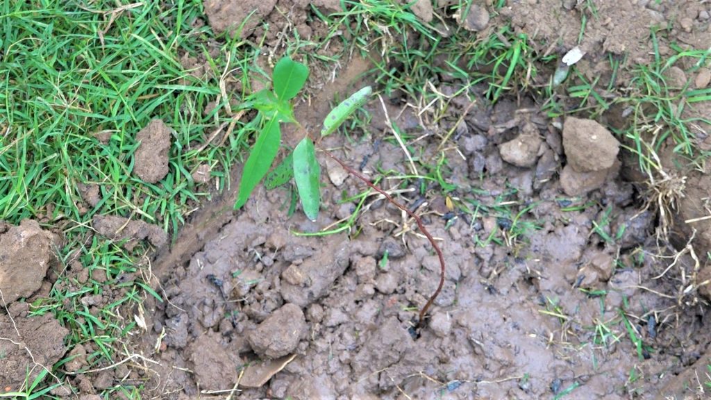 Impulsan campaña de plantación de árboles en zonas urbanas del Chaco Impulsan campaña de plantación de árboles en zonas urbanas del Chaco