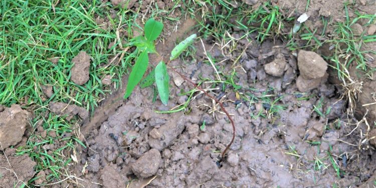 Impulsan campaña de plantación de árboles en zonas urbanas del Chaco