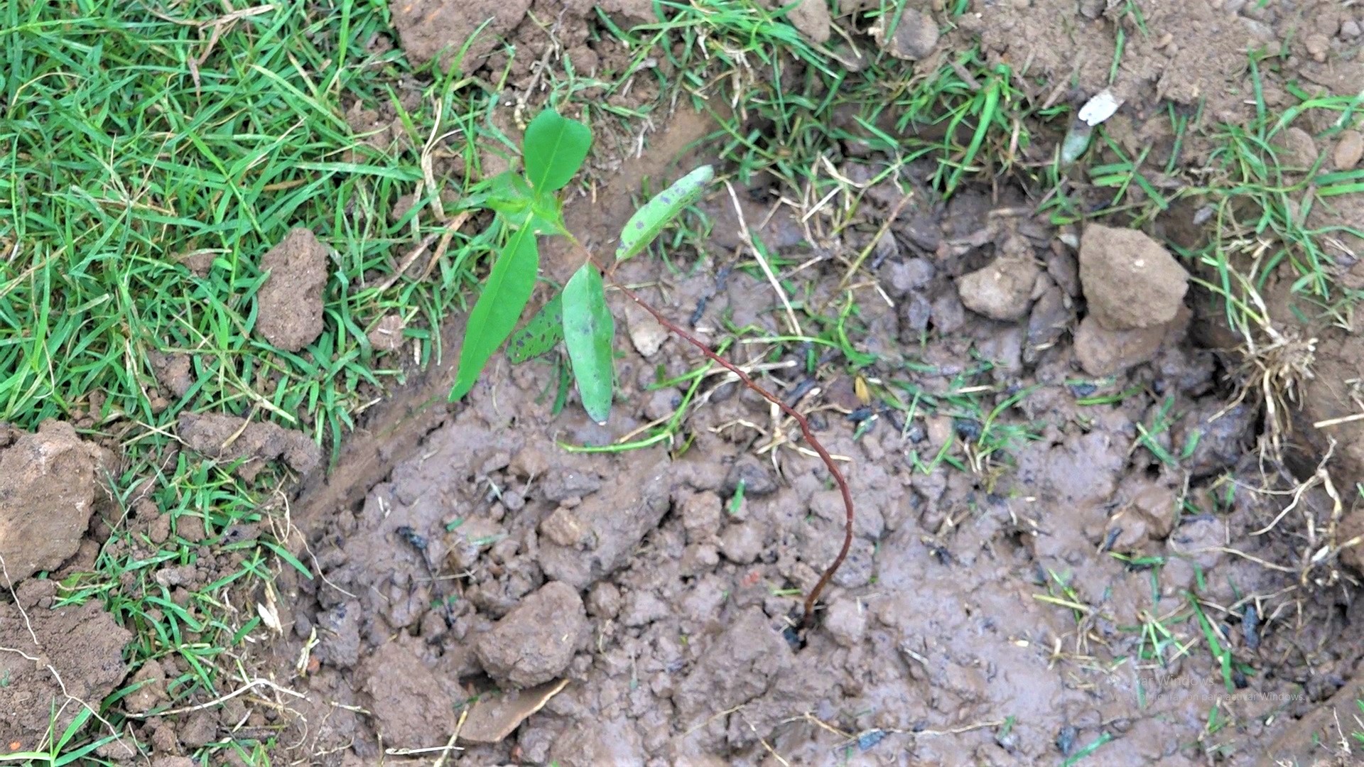 Impulsan campaña de plantación de árboles en zonas urbanas del Chaco