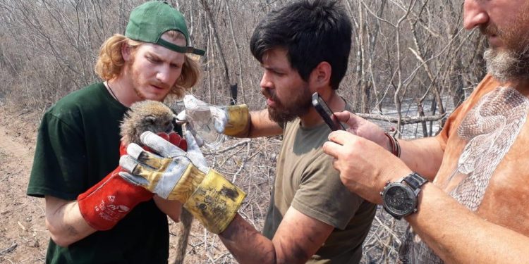 Proponen trabajar en reintroducción de crías en zonas afectadas por incendio Proponen trabajar en reintroducción de crías en zonas afectadas por incendio