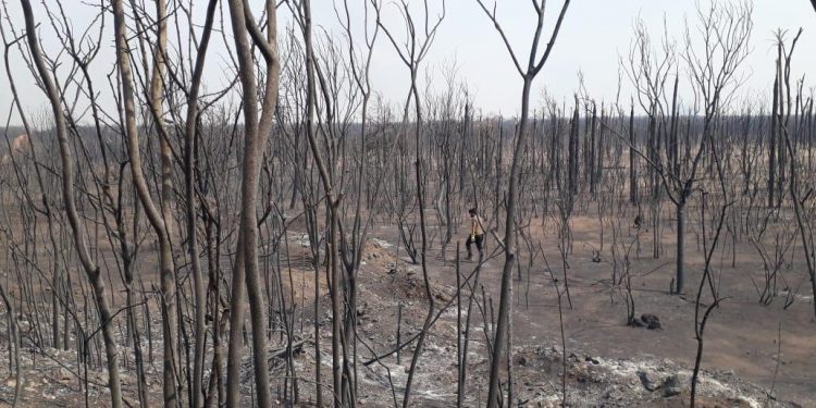 Poca presencia de organizaciones ambientalistas en el Chaco tras incendio