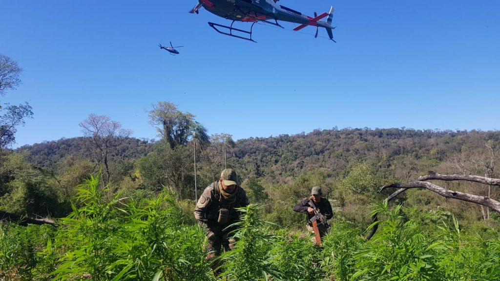 Paraguay y Argentina eliminan 493 toneladas de marihuana en 10 días