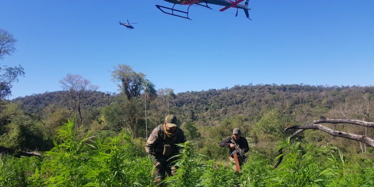 Paraguay y Argentina eliminan 493 toneladas de marihuana en 10 días