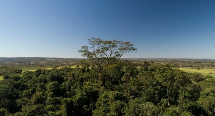 CAF aportará los primeros 1.000 árboles para campaña de reforestación del país CAF aportará los primeros 1.000 árboles para campaña de reforestación del país