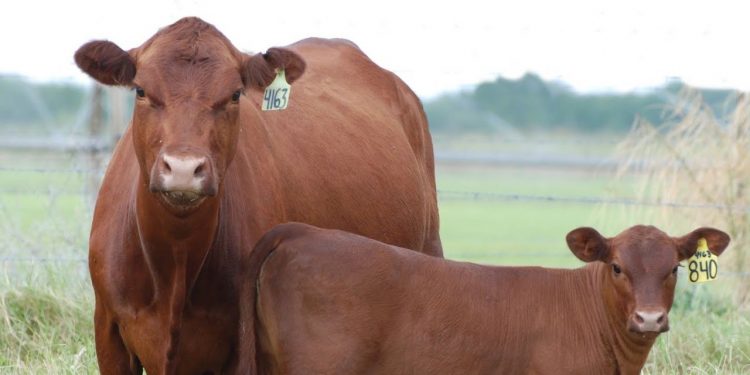 Buscan afianzar sistema de comercialización de ganado en el país a través de Consorcio