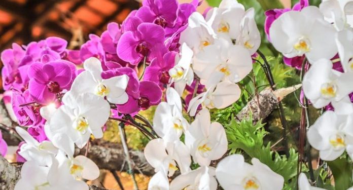 Empresa taiwanesa productora de orquídeas se instala este mes en Paraguay