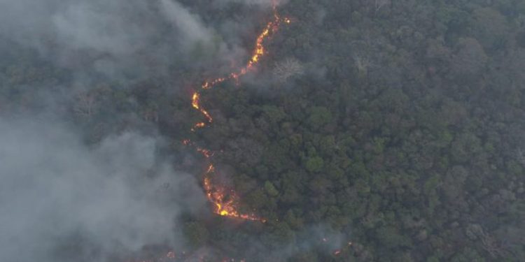 Informan sobre daños a flora y fauna del Chaco