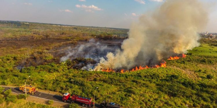 Se apagó el fuego, ¿y ahora? Flora y fauna los grandes afectados. Se apagó el fuego, ¿y ahora? Flora y fauna los grandes afectados.