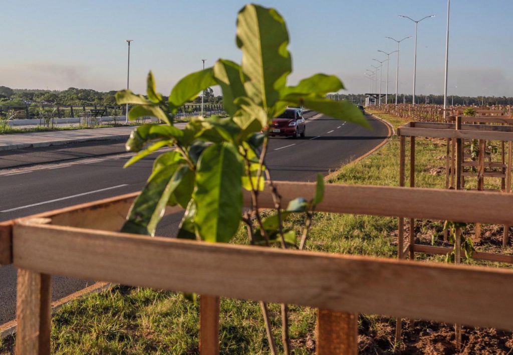 Los nuevos árboles en la Costanera formarán un corredor verde