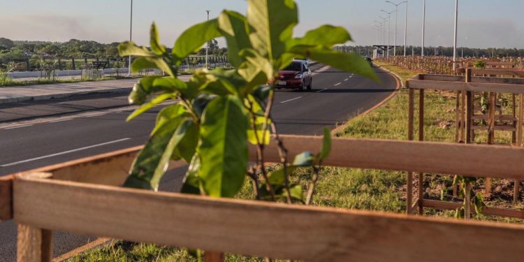 Los nuevos árboles en la Costanera formarán un corredor verde Los nuevos árboles en la Costanera formarán un corredor verde