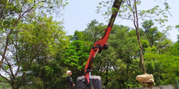 El MOPC ya trasplantó 17 árboles en el Botánico El MOPC ya trasplantó 17 árboles en el Botánico