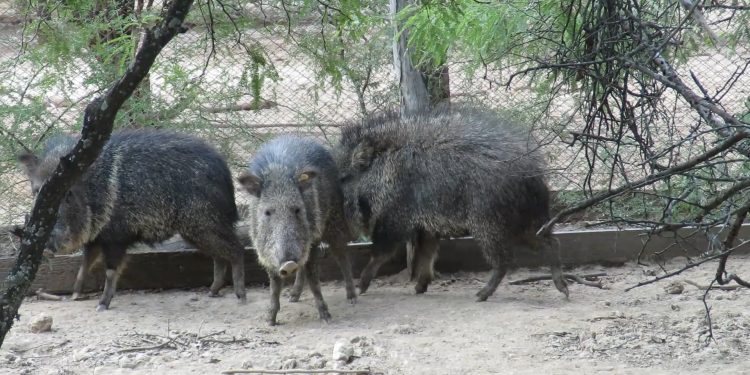 Personas que atenten contra la vida silvestre se exponen a fuertes sanciones