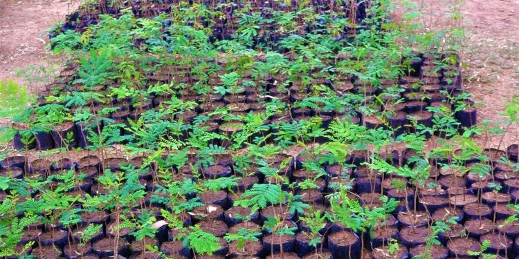 Lanzan campaña de reforestación de zonas urbanas del Chaco