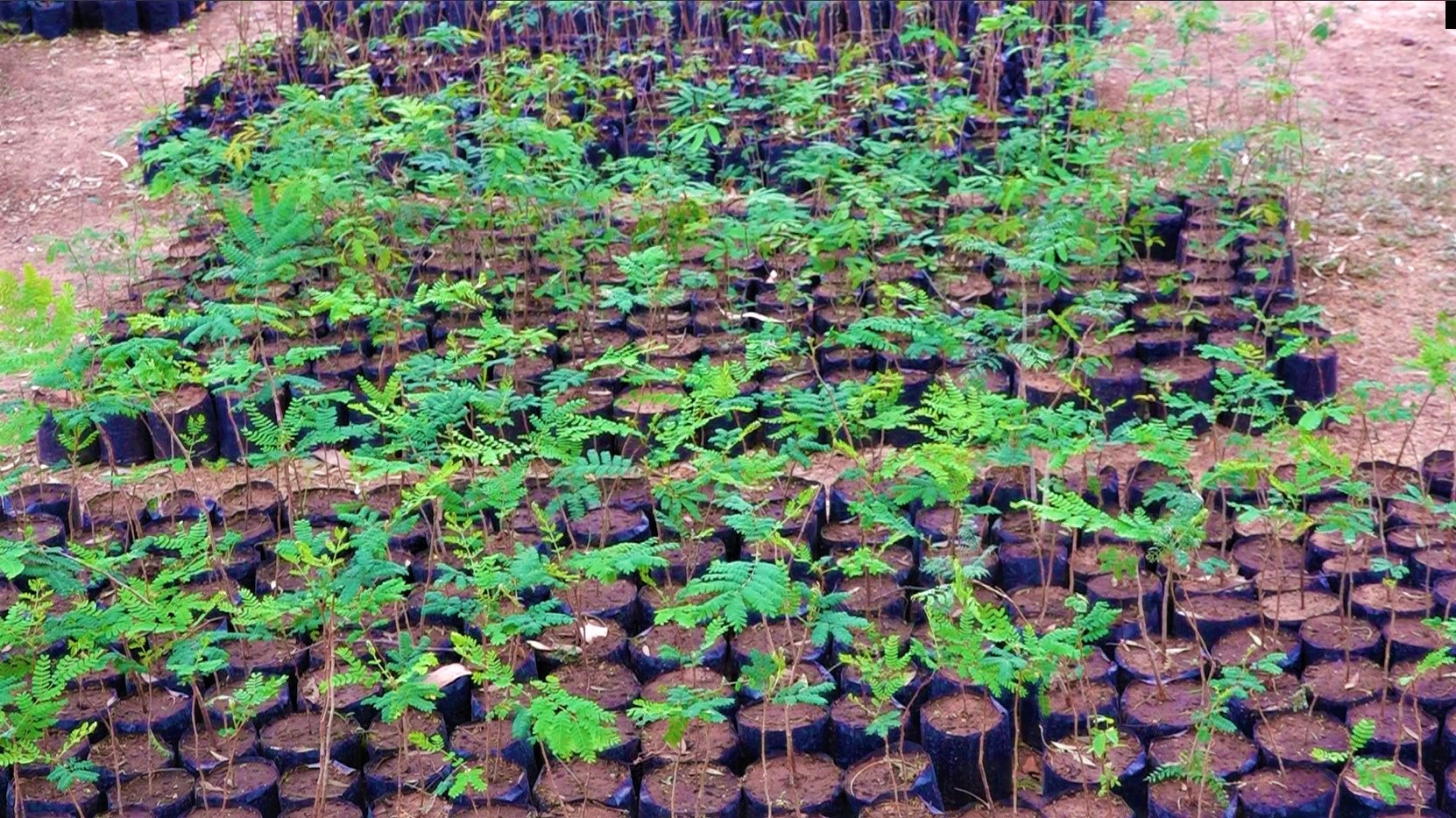 Lanzan campaña de reforestación de zonas urbanas del Chaco