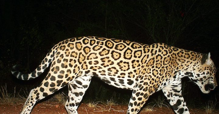 Yaguareté en el Norte de Loma Plata, Boquerón