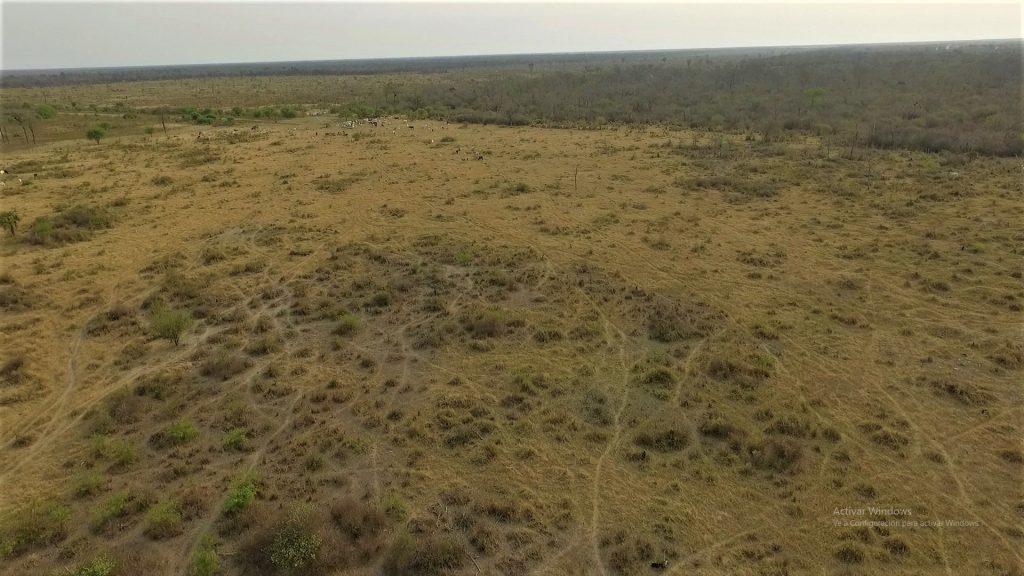 Presentan acusación contra procesado por tala ilegal en el Chaco Presentan acusación contra procesado por tala ilegal en el Chaco