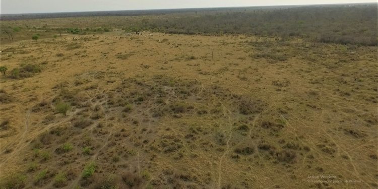 Presentan acusación contra procesado por tala ilegal en el Chaco