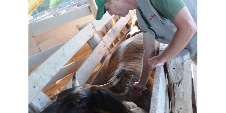 Esperan inmunizar 5 millones de cabezas de ganado en el Chaco