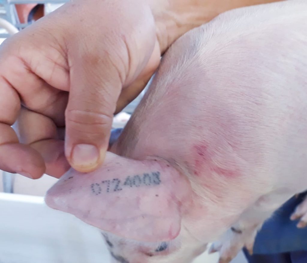 Muestreo Nacional para demostrar ausencia de infección del virus año 2019