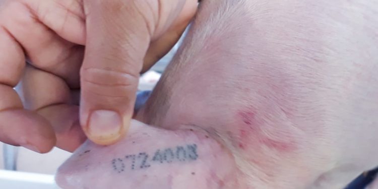 Muestreo Nacional para demostrar ausencia de infección del virus año 2019