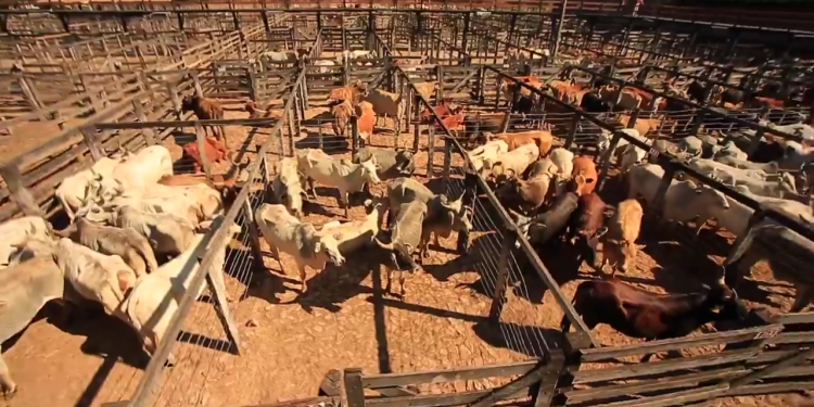 Senacsa estableció el Primer Periodo de Vacunación para el 2020 Senacsa estableció el Primer Periodo de Vacunación para el 2020