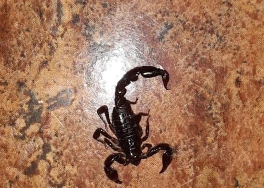 ¡Cuidado con el alacrán! Recomiendan precaución para evitar picaduras