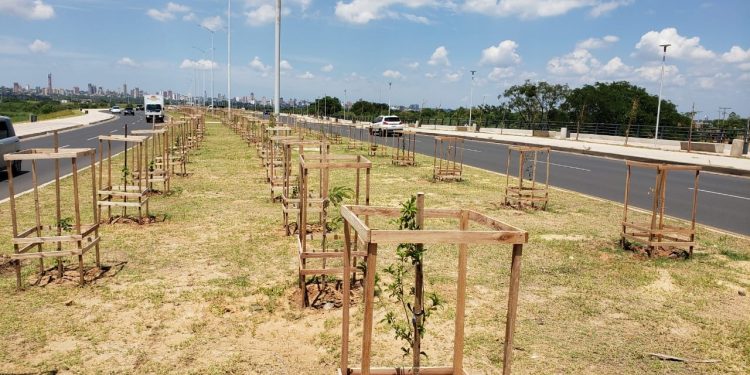 Tras temporal, reforzarán protectores de árboles en la Costanera Norte
