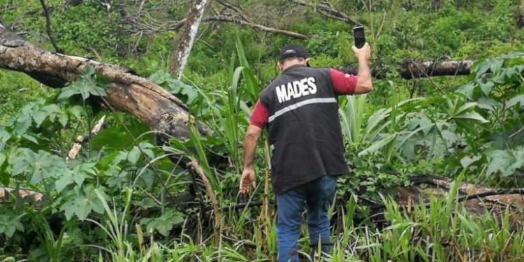 MADES interviene establecimiento por desmonte de 50 hectáreas en Itapúa MADES interviene establecimiento por desmonte de 50 hectáreas en Itapúa