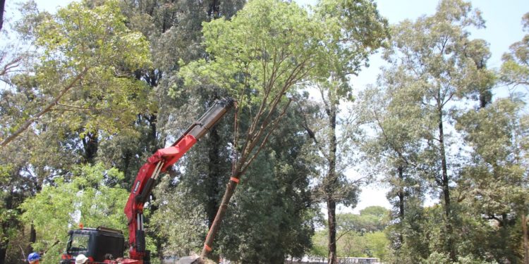 Un Tajy de 12 metros es el árbol número 100 que fue trasladado