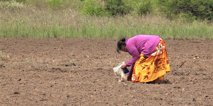 Tras primeras lluvias reinician cultivos agrícolas en comunidades indígenas