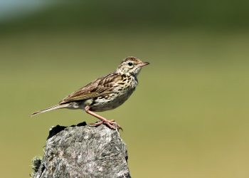 Feria de Aves de Sudamérica en el 2022 con Paraguay como sede