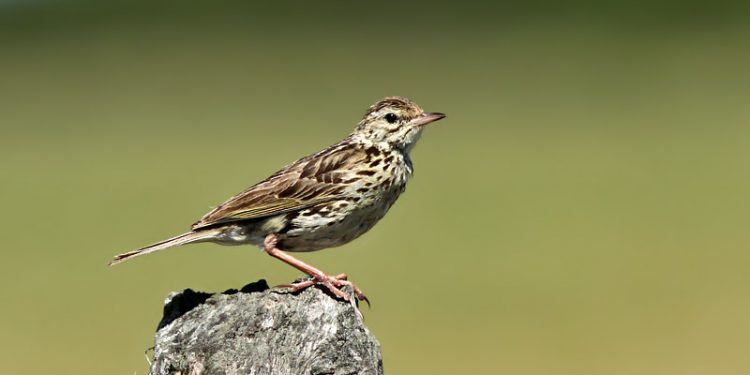 Feria de Aves de Sudamérica en el 2022 con Paraguay como sede