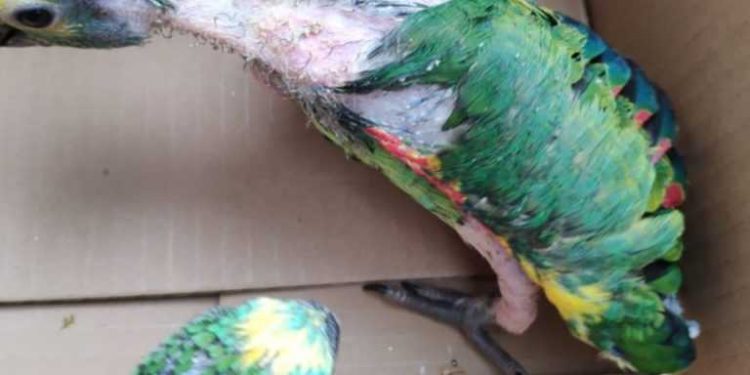 Rescatan aves que comerciantes pretendían comercializar en San Lorenzo