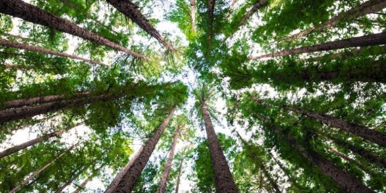 MADES: Llegar al 2020 con «cero papel» es una meta MADES: Llegar al 2020 con «cero papel» es una meta