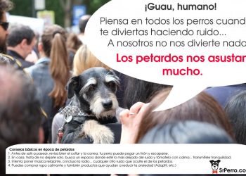 Consejos para calmar a los perros en época de petardos