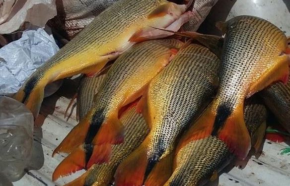 Más de 400 kilos de pescado fueron decomisados en tiempo de veda