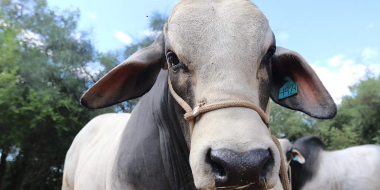 Paraguay exportará 1.650 embriones bovinos a Ecuador Paraguay exportará 1.650 embriones bovinos a Ecuador