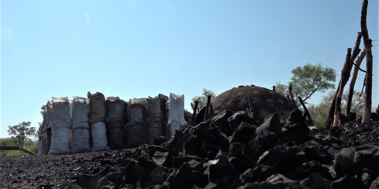 Carbonerías en el Chaco: Transformar en energía el árbol derribado