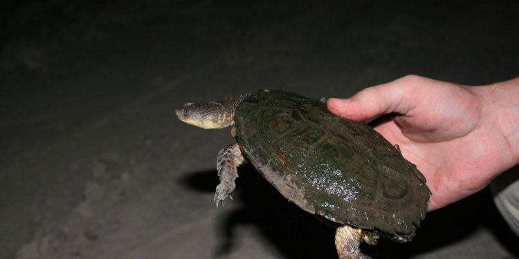 Tortugas chaqueñas: Rescatan animales silvestres a ser comercializados en Mercado 4